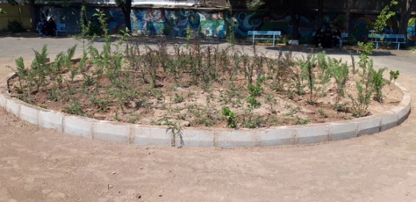 بهینه سازی فضای سبز پردیس بنت الهدی صدر قزوین با همکاری شهرداری 5