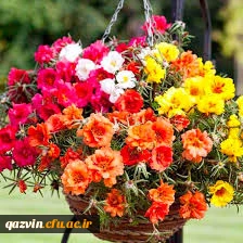  سال جدید تحصیلی بر تمامی جویندگان علم و دانش مبارک باد.                                                                         

با تبریک آغاز سال تحصیلی جدید مقدم استادان ارجمند و دانشجو معلمان عزیز را به بوستان علم و دانش گرامی می داریم.