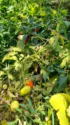 بازدید از مدرسه هوشمند سراج فرهیختگان تهران 8