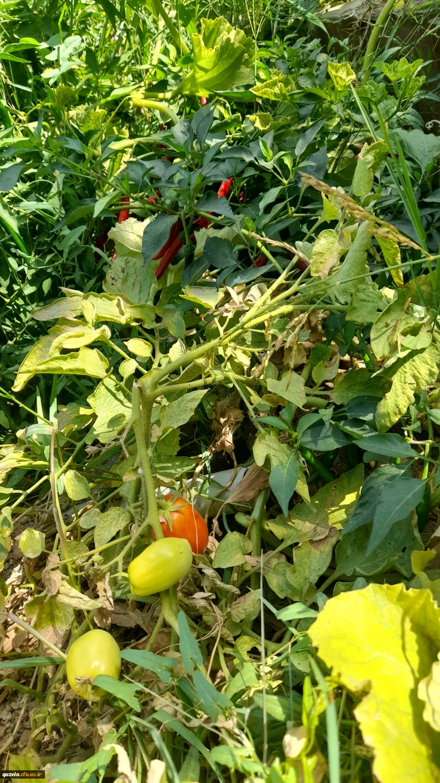 بازدید از مدرسه هوشمند سراج فرهیختگان تهران 8