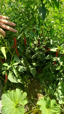 بازدید از مدرسه هوشمند سراج فرهیختگان تهران 10