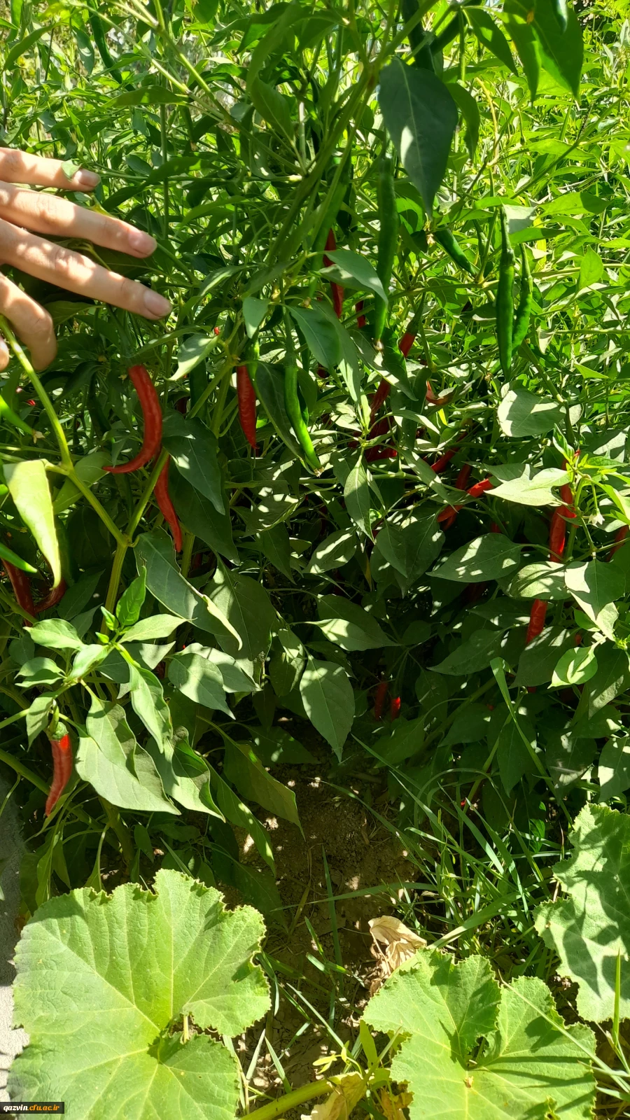 بازدید از مدرسه هوشمند سراج فرهیختگان تهران 10